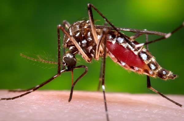 Mosquito - Nose Transplant wiping out malaria