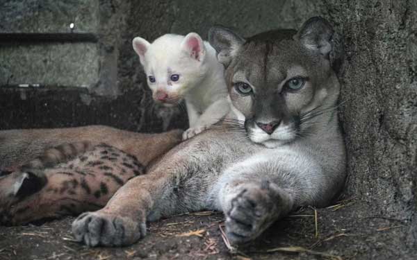 Puma with albino cub