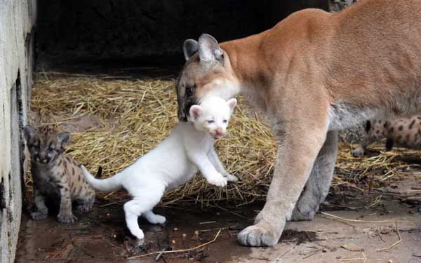 Puma with albino cub