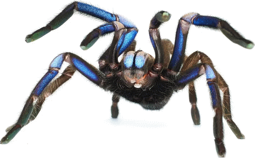 Newest species of Tarantula image