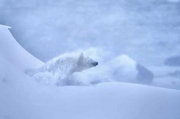 Jeffrey Kauffman Runner up Mammals 'Shaking Off The Cold' 2023 Nature Photographer of the Year