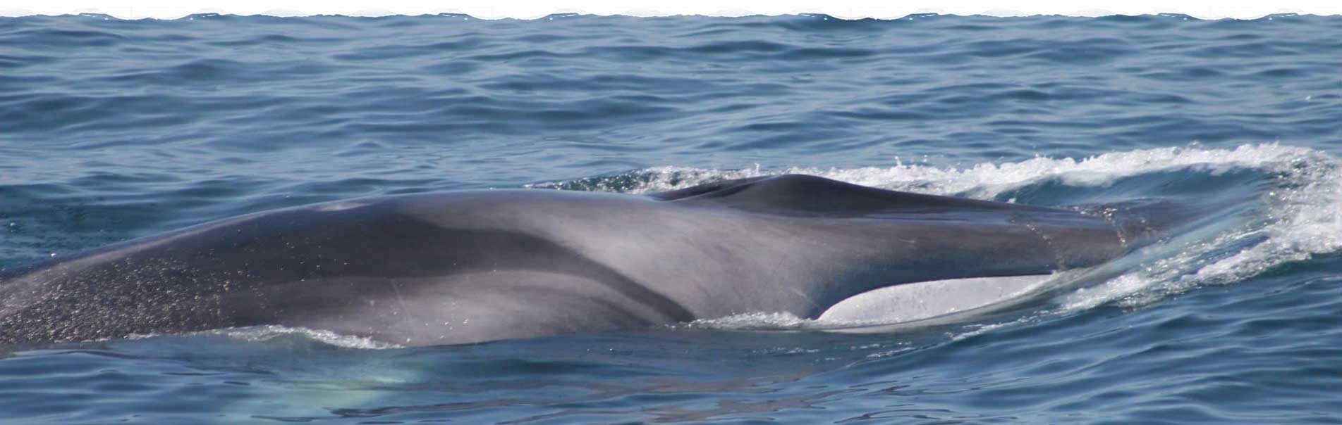 Due to Japan's return to whaling, there are almost no buyers left for whale meat from Iceland
