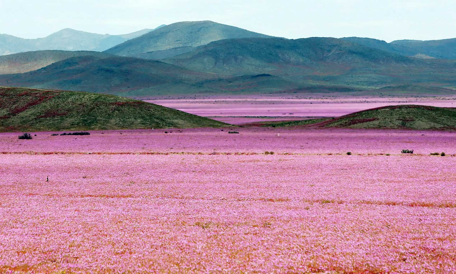 A mallow field in full bloom