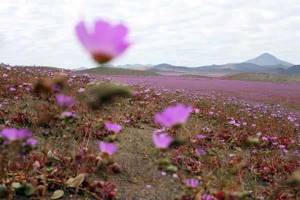 A mallow field in full bloom