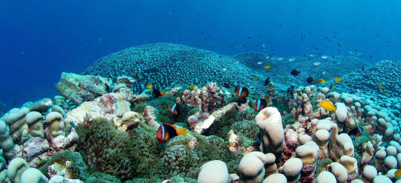 Coral colony