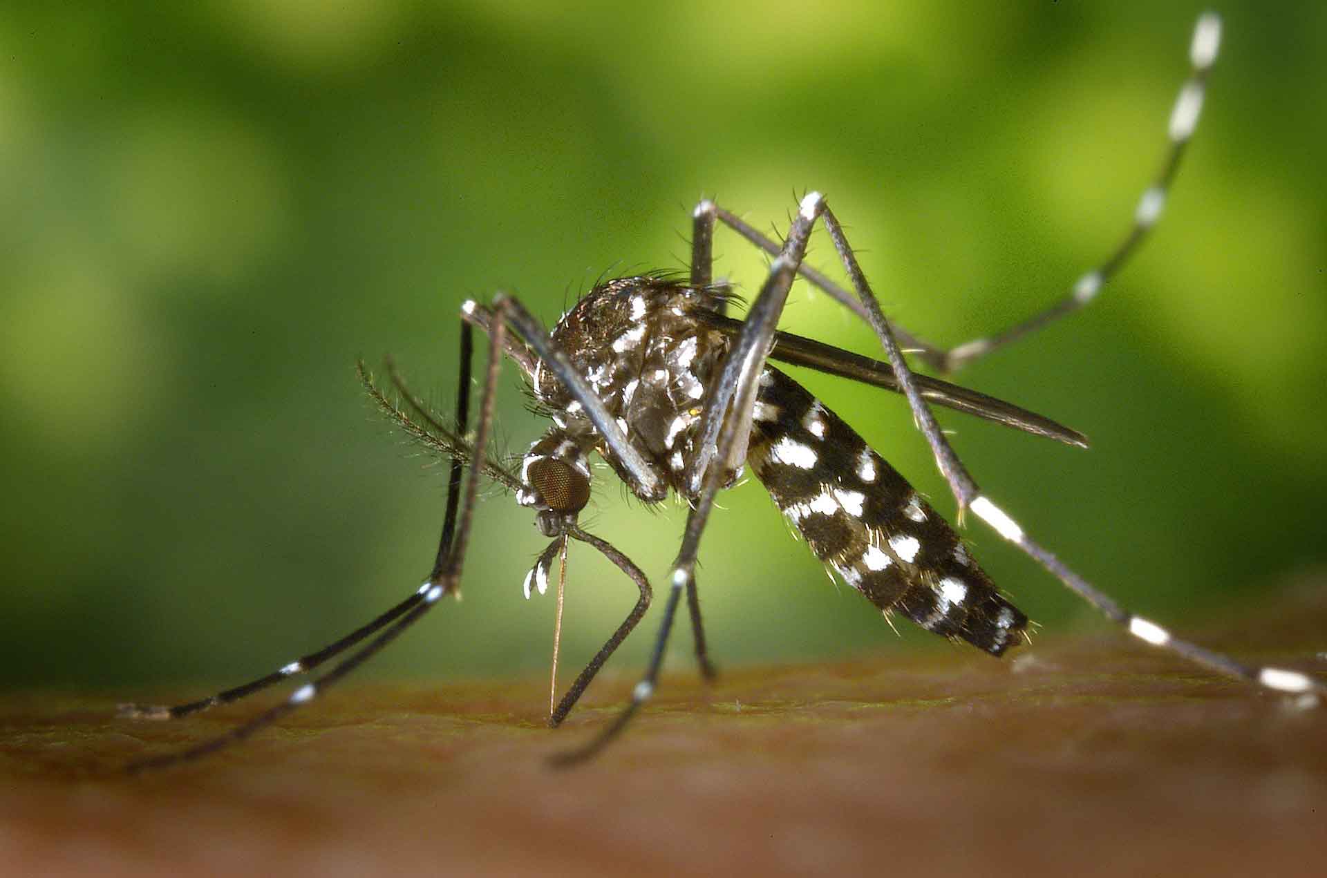 Mosquito ‘nose transplant a breakthrough in wiping out malaria