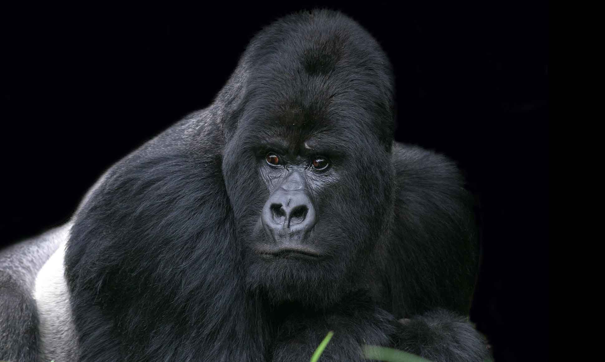 The number of critically endangered mountain gorillas is increasing