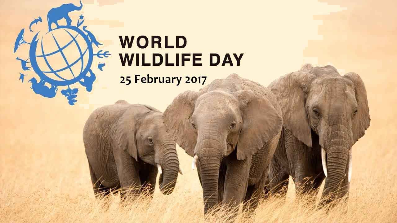 Finalists of UN World Wildlife Day